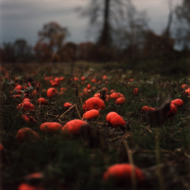 8of20-davidson-pumkins.jpg