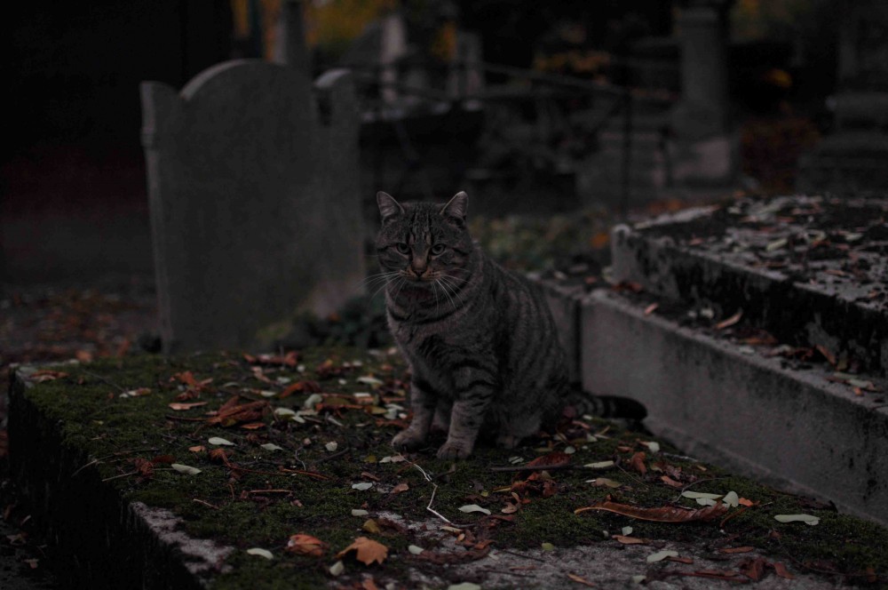 DSC_0164.jpg