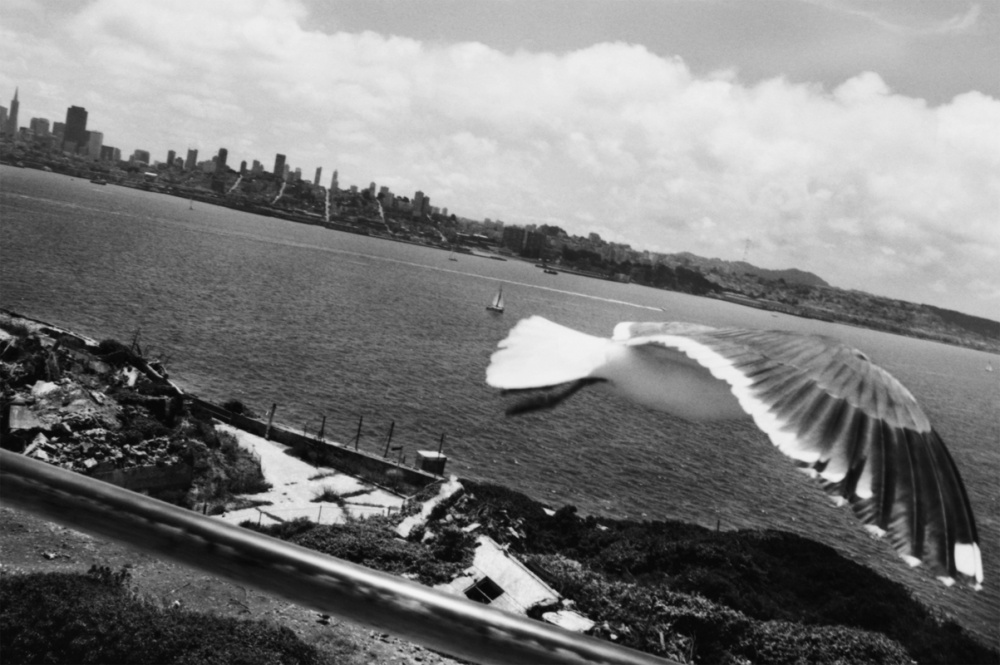 19_SanFrancisco_AlcatrazBird.jpg