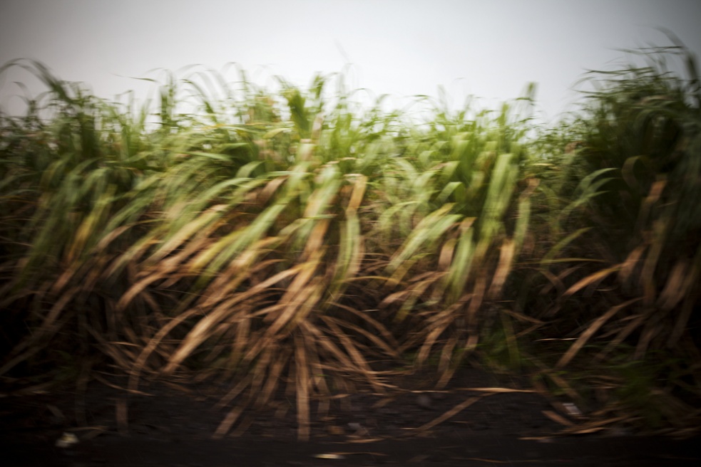 GreenHunger015.jpg