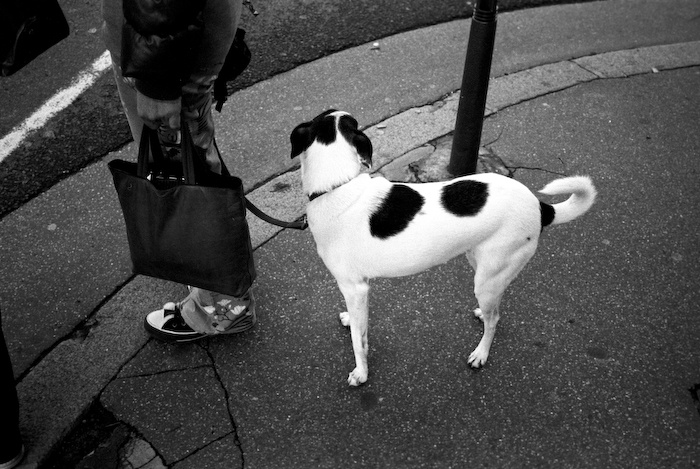 17 kodak t-max36.jpg