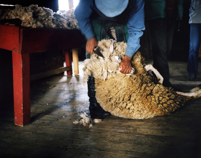 Travel_30_Sheep_Shearing_Patagonian_Estancia_Argentina.jpg