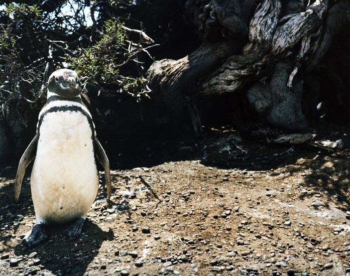 Travel_40_magellanic_penguin_punta_tombo_argentina.jpg