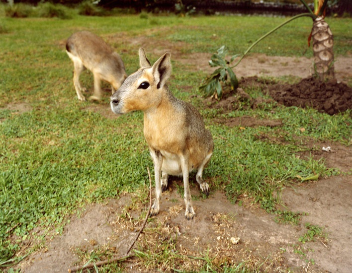 Travel_41_Patagonian_Mara.jpg
