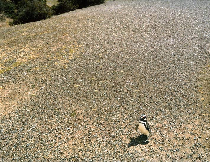 Travel_42_magellanic_penguin_punta_tombo_argentina.jpg