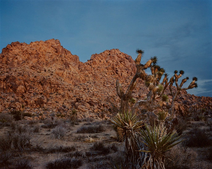 Travel_44_Joshua_tree_California.jpg