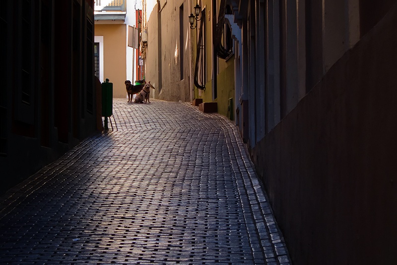 callejon-perros-1W.jpg