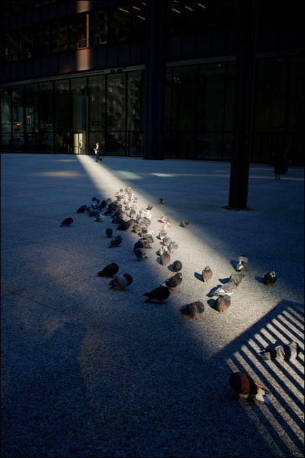 palomas-rayo-de-solW.jpg