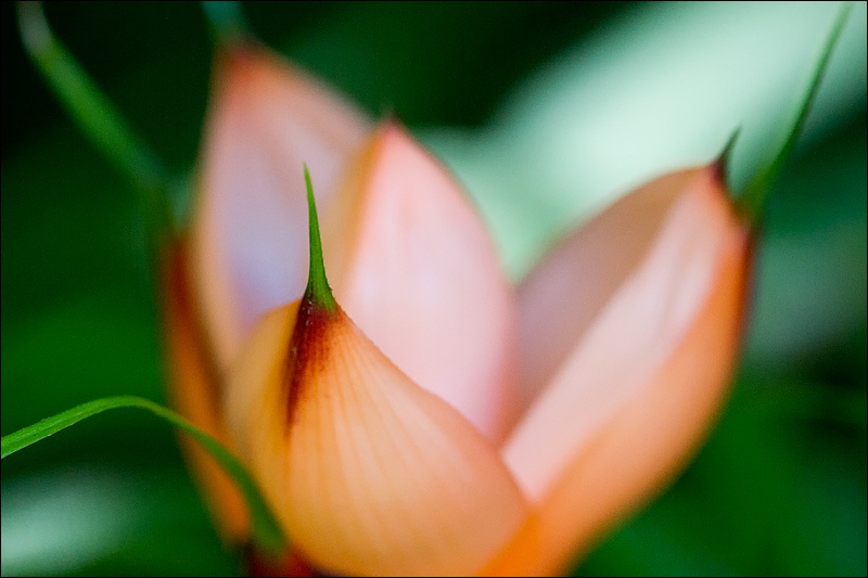 flor-hoja-2W.jpg