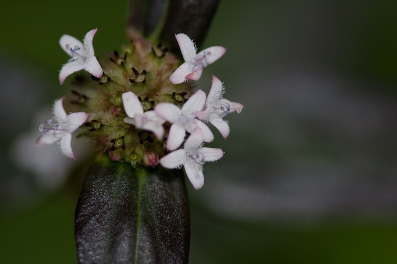 florecitasW.jpg