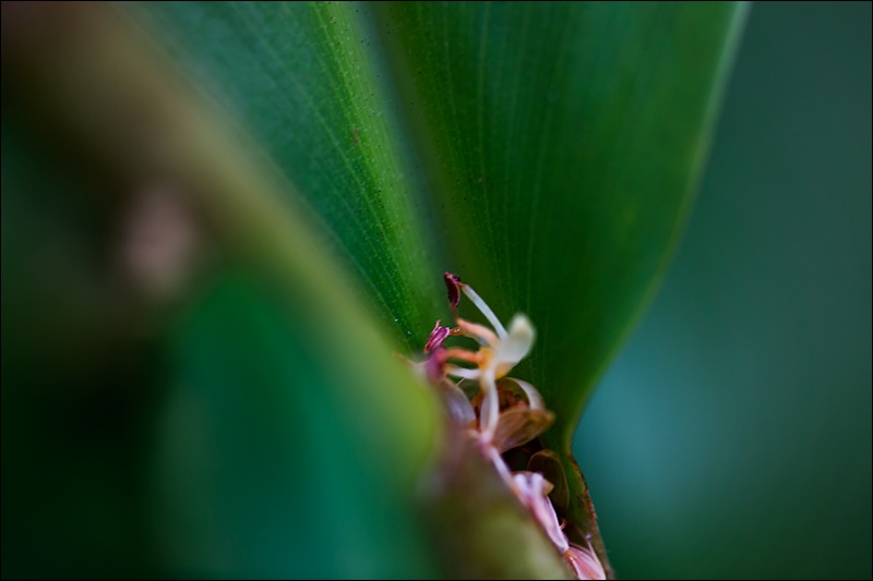 florecitas-atrapadas-en-hojaW.jpg