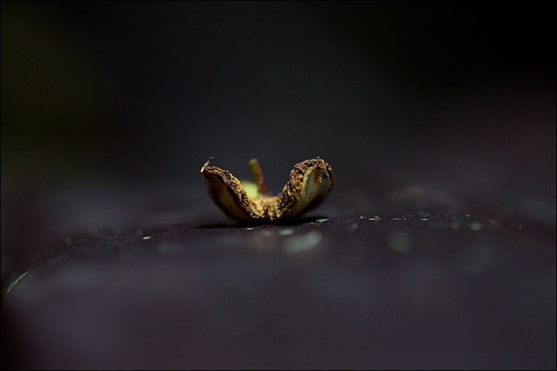 samilla-abierta-en-hoja-violetaW.jpg