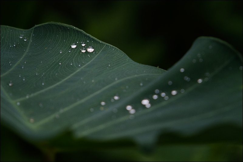 gotas-en-hojaW.jpg