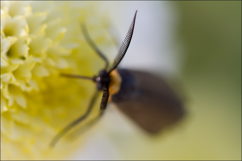 Chic-antena-insecto-1W.jpg