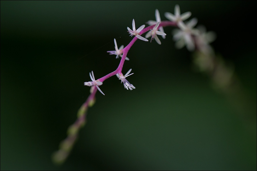 flores-blancas-tallo-magentaW.jpg