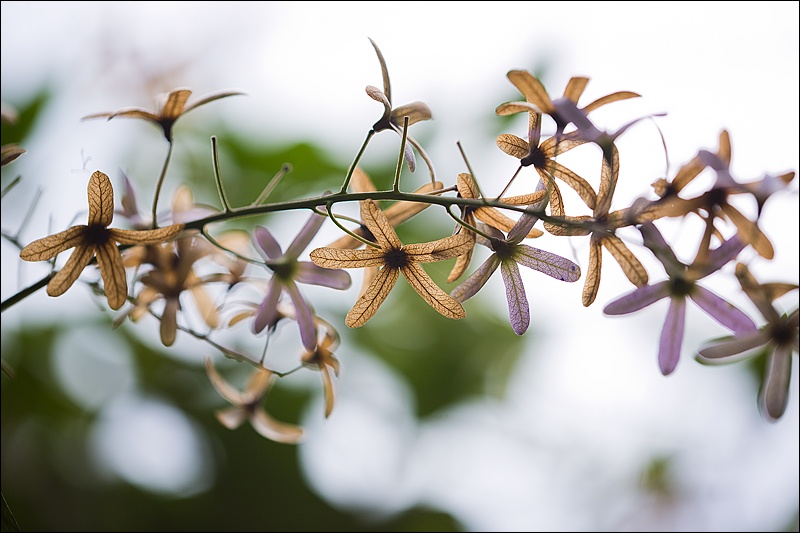 flores-a-contraluzW.jpg