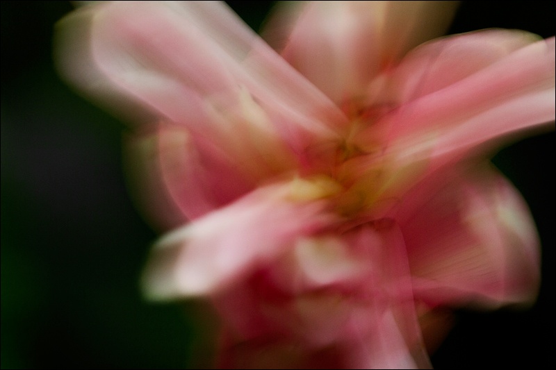 flor-de-cerca-fuera-de-foco-2W.jpg