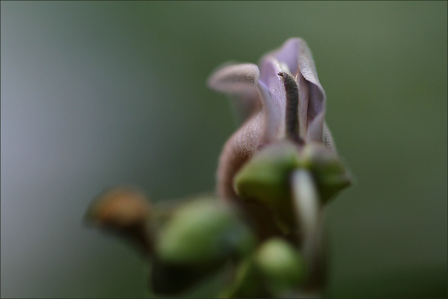 flor-pistilo-oscuroW.jpg