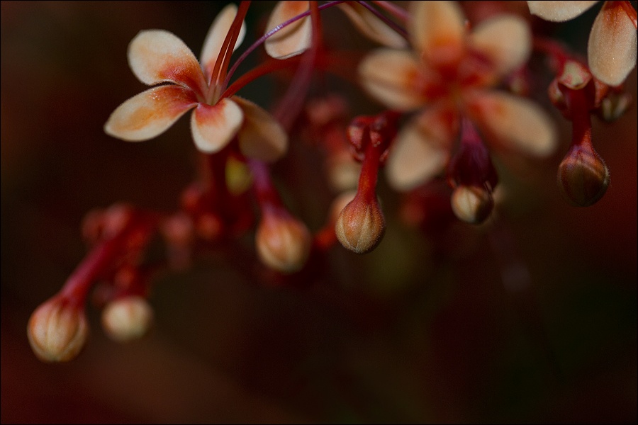 flores-y-bulbos-rojosW.jpg