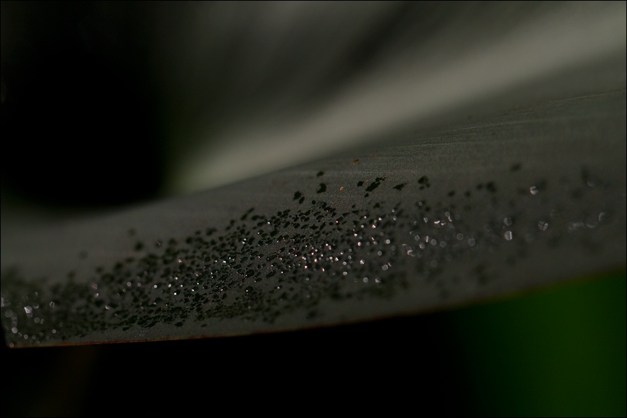 gotas-en-hoja-2W.jpg