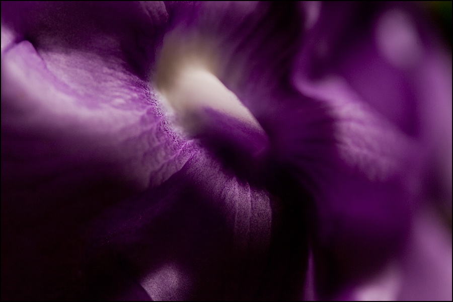flor-magenta-3W.jpg