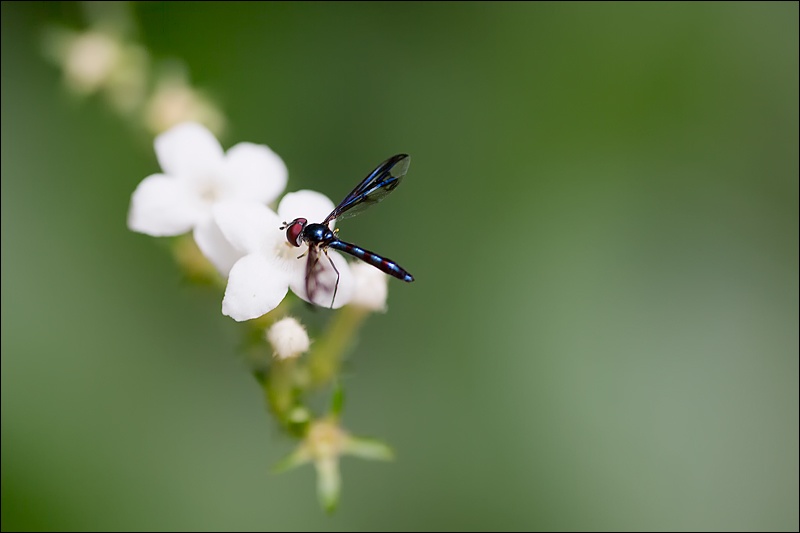 mosquita-en-flor-blancaW.jpg