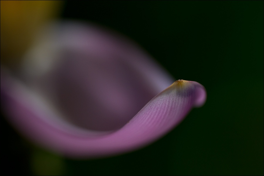 petalo-platanoW copy.jpg