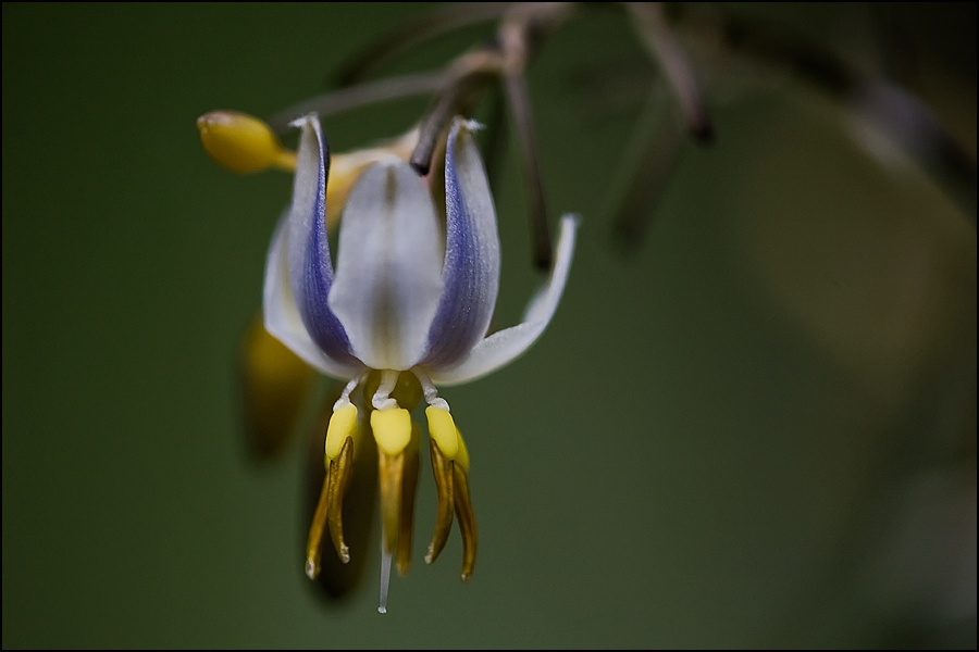Flor-5W.jpg