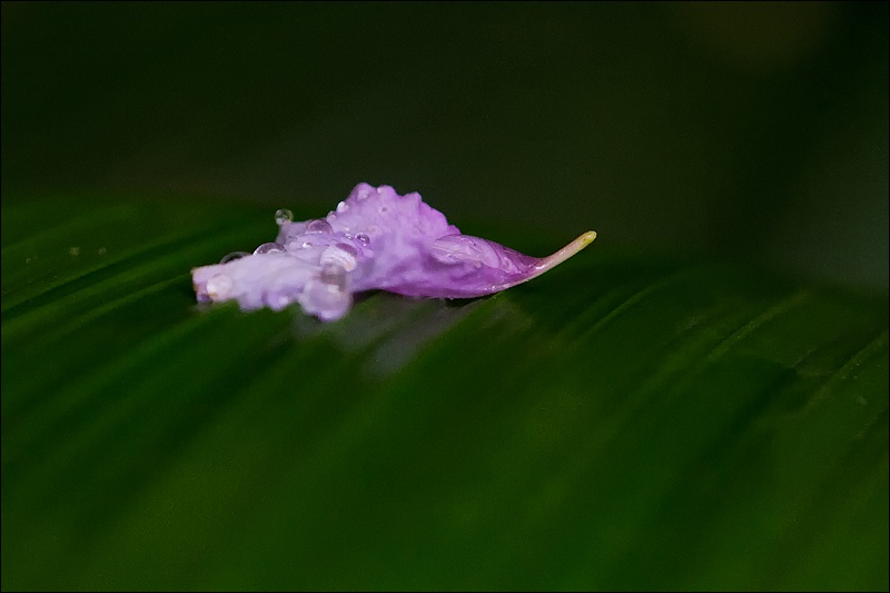 petalo-en-hoja-1W.jpg