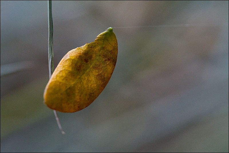 hoja-colgada-de-telaranaW.jpg
