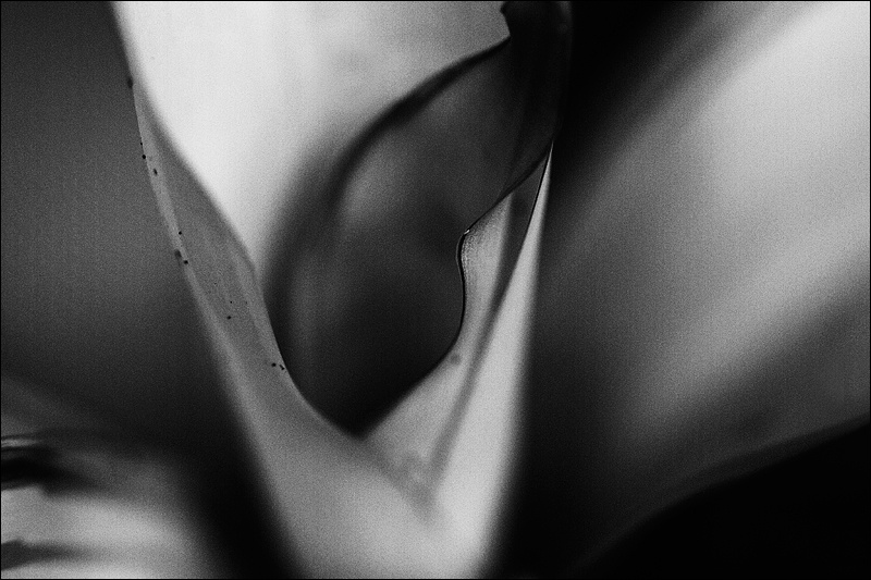 hoja-doblada-BW-HCw.jpg