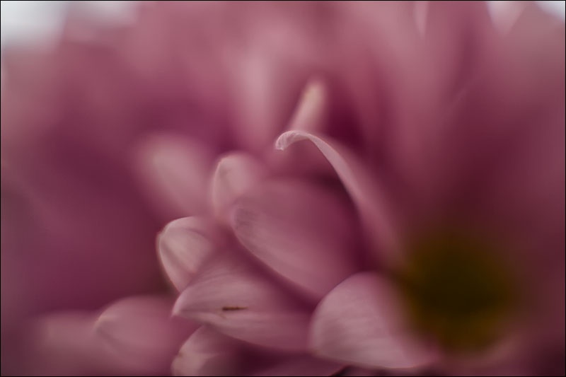 petalos-floresW.jpg