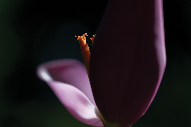Flower-1,-San-Juan,-2010-W.jpg