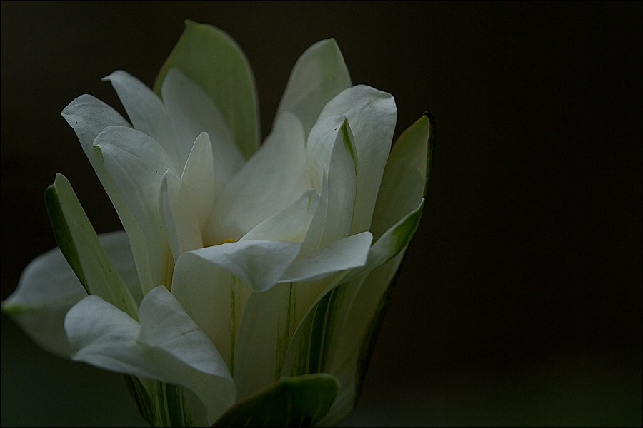 loto-blanco-3W.jpg