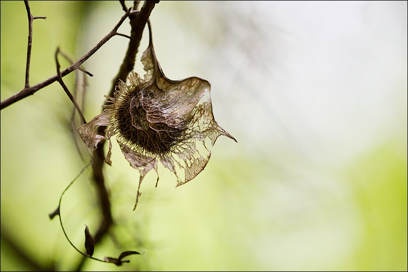 semilla-pterocarpus-1W.jpg
