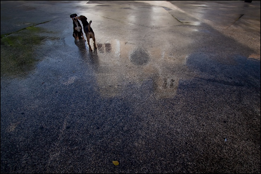 perros-catedralW.jpg