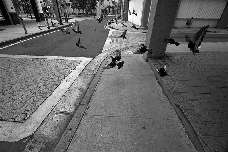 palomas-volando-BWw.jpg