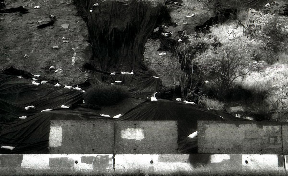 Riverside Dr, Los Angeles, Ca.jpg