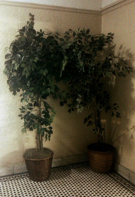 IMAG0217s.jpg