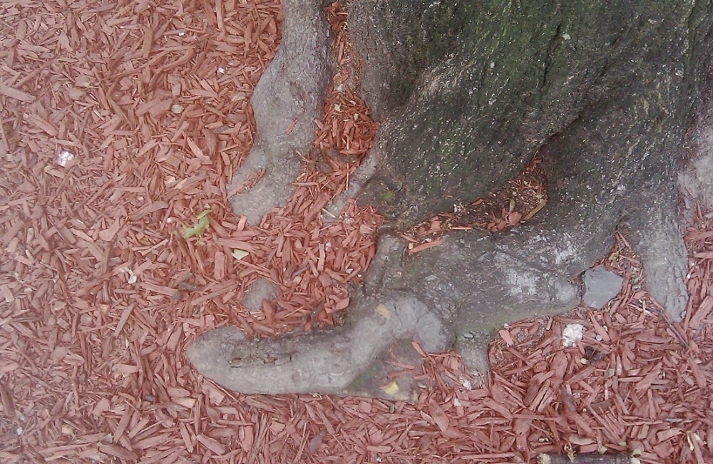 IMAG0722s.jpg