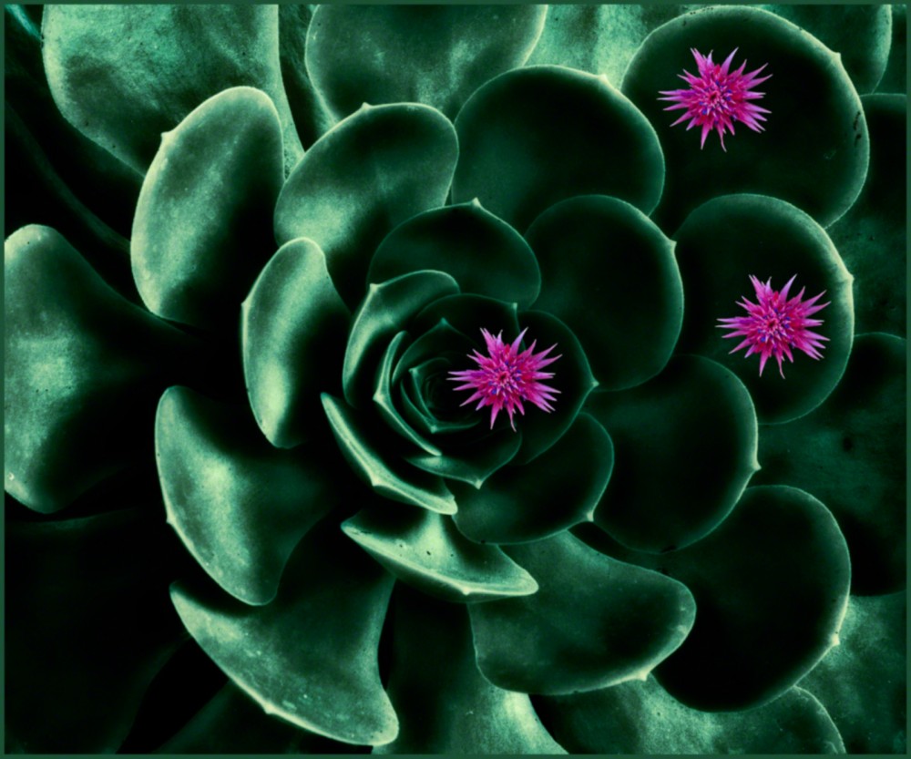 pink constellation.egg