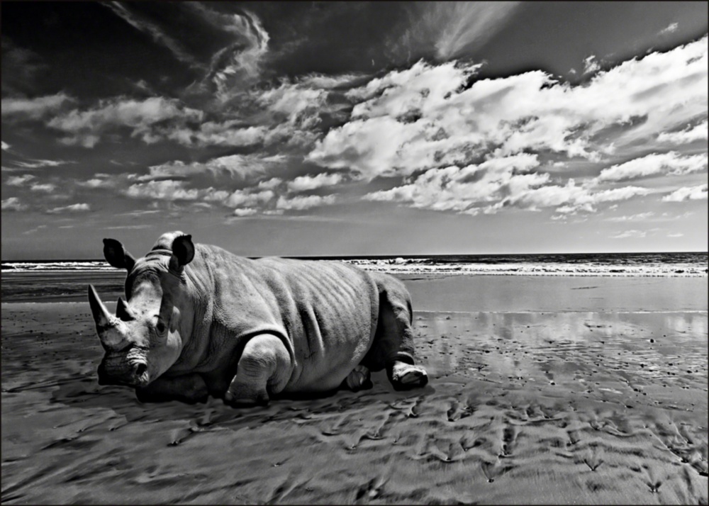 50D.RHINOontheBEACH.v55fltnd_resizd.jpg