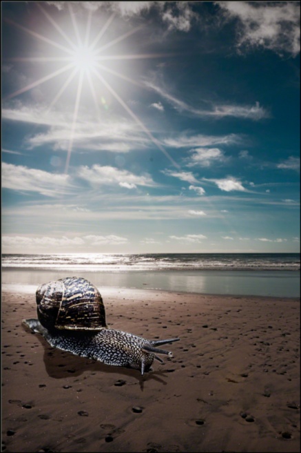 SNAILontheBEACH.080612.jpg