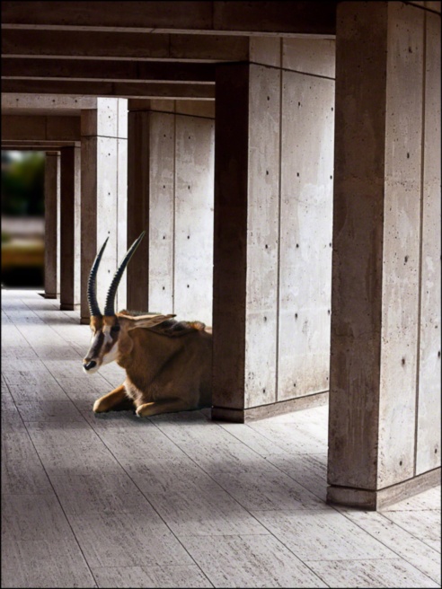 ARCHITECTUREwithANTELOPE.v2..jpg