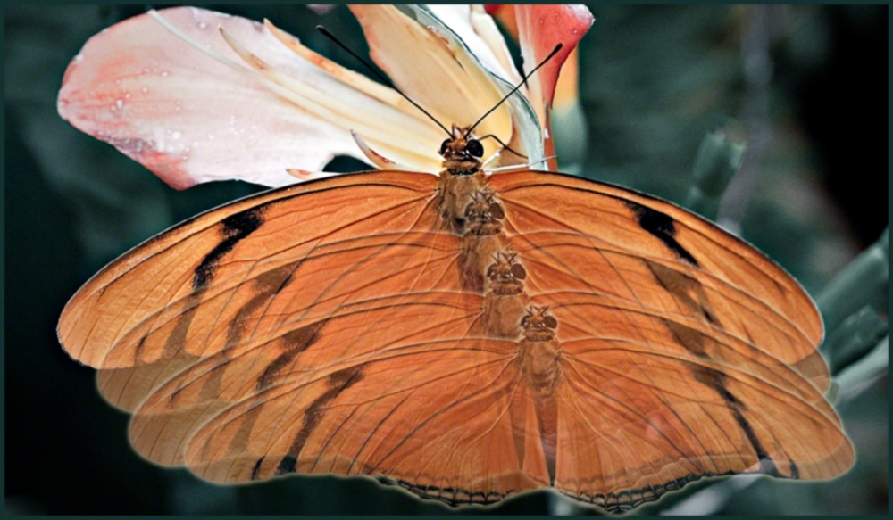 50D.WAP.BUTTERFLIES.050409_0015.v41.jpg