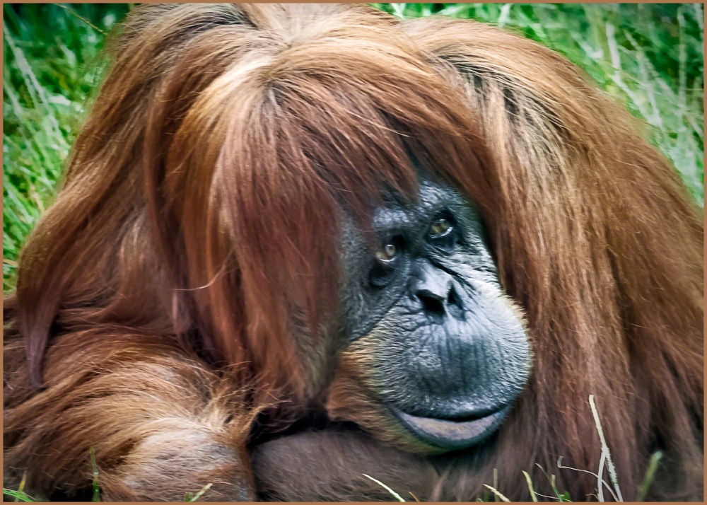 XT.ZOO.061807004.v31.jpg