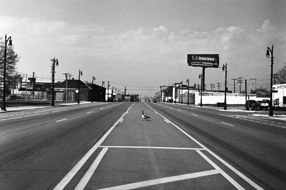 duck_crossing.jpg