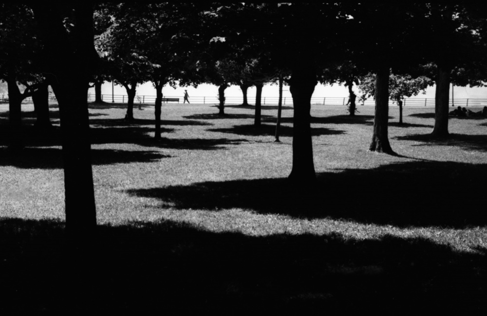 trees.jpg